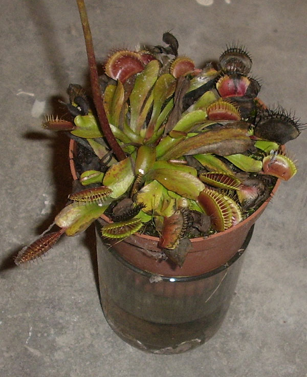 Musgaudis augalas 2011.11.28, rūsyje.