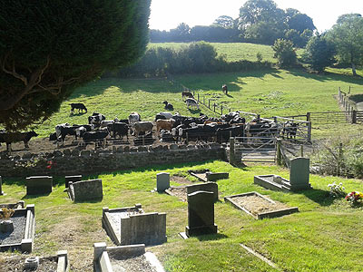 cattle and graveyard