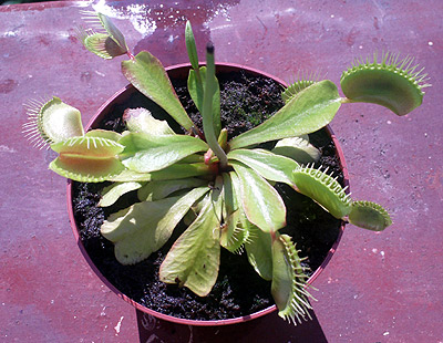 Dionaea muscipula