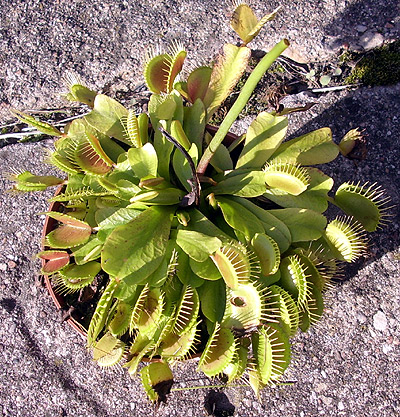 Dionaea muscipula