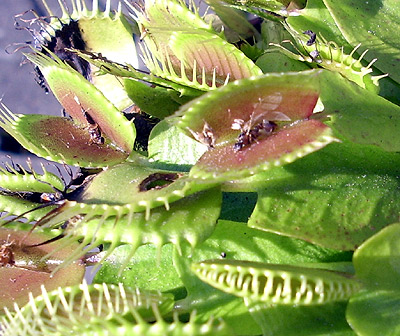 Dionaea muscipula